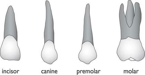 شکل- به ترتیب از سمت راست به چپ: دندان آسیاب بزرگ، دندان آسیاب کوچک، دندان نیش و دندان جلویی