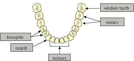 شکل- به ترتیب از بالا سمت راست به چپ، دندانهای عقل، دندانهای آسیاب بزرگ، دندانهای جلویی، دندانهای نیش و دندانهای آسیاب کوچک نشان داده شده اند.