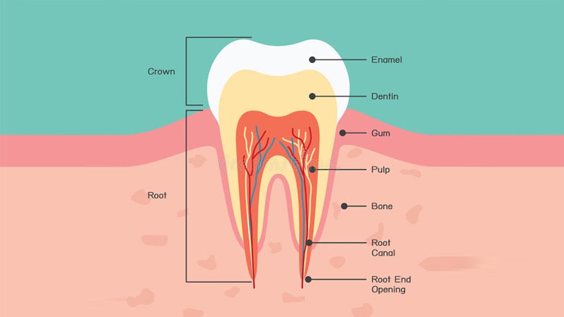 شکل دندان و ساختار تاج دندان